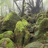 屋久島ひとり旅〈その3〉