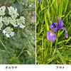 直近に咲いたのはオルレア（オルラヤ）とアヤメ．今，真っ盛りなのがムギセンノウ（麦仙翁 アグロステンマ）．シャクヤク，ナデシコ----．５月初旬は花一杯の季節．道ばた，社寺の庭の片隅にも，“雑草”たちが懸命に花を咲かせています．