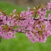 河津桜「蝶屋桜の名所づくり」