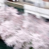 京急　大岡川の桜　２０１６　その２