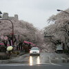 雨の花見