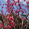 桜は何時まで持つのか？、、、