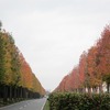 国道 408 号の紅葉がいい感じに！（モミジバフウ）