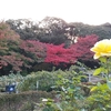 紅葉とバラ(旧古河庭園)