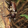 東京都心のカブト、クワガタ探しは、田舎よりずっと楽ちんで高確率