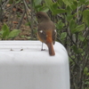 春先、今日出遇ひし野鳥たち