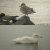 ３月１７日の野鳥調査の報告