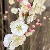 26年2月の梅宮大社のお話。
