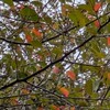 寄り道👣　イライラは歳のせいか天気のせいか。。。コスモス眺めて気分転換🎵