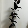 【観葉植物】育ったはいいけど相変わらず幹が細い
