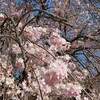 愛知県 茶臼山 芝桜の丘 ２０２２年 現在 見頃に？
