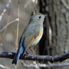 ♀タイプの小鳥たち