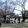 航空公園の桜_