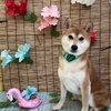 7月3日トリミング