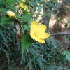 あいかわ公園　山野草図鑑　春　黄色の花