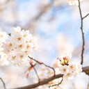 頑張る木には必ず花が咲く  