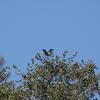 アメリカカケス(Western Scrub-Jay)