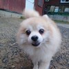 老犬ホームあん｜新人さんダンテ＾＾