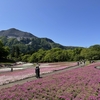 秩父の芝桜