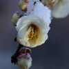 雪帽子の梅の花