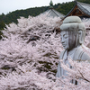 奈良県のおすすめ桜スポット。桜大仏の壷阪寺とか樹齢300年のしだれ桜又兵衛桜とか飛鳥川とか。