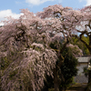 白壁土蔵のしだれ桜