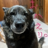 うっかり。