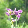 花は逝くもの、、、
