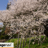 岐阜県高山市一宮町　臥龍桜２