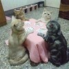 求めてるのは異質なストレス耐性
