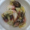 茗荷を収穫する（ミョウガ）