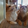 季節ごとに「猫は神」であることを再認識する