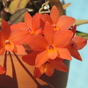 Cattleya cernua`Miyabi'  