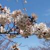 静岡県 伊豆高原 桜のトンネル ２０２２年 大寒桜 開花満開に？