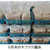 キクラゲの出荷が始まりました!(^^)!