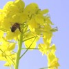 上天草市では早くも、菜の花