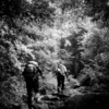 into the forest 001