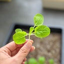 そんゆかの食農日記