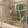 死ぬほど仲悪い文鳥たちの同居を試みる