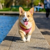 犬と遊ぶ♪夏の「プール」