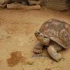 【上野動物園 両生類爬虫類館】水族館では見ることのできない水族展示が見られる！都内最大の動物園