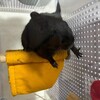くろごまあん二世 106日目