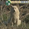 保護犬と暮らす