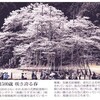 淡墨桜と大垣・大島堤の桜並木