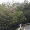 散る桜、残る桜も散る桜ですね。：自転車散歩：ポタリング
