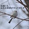 シマエナガさんが好きなのは、桜より。。