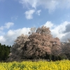 一心行の大桜（熊本県南阿蘇村）～南阿蘇の大自然の中の樹齢400年の一本桜