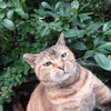 8月後半の #ねこ #cat #猫 その1
