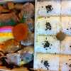 崎陽軒　シュウマイ弁当