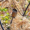 北柏ふるさと公園のモズ